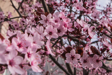 pink cherry flowers in spring park