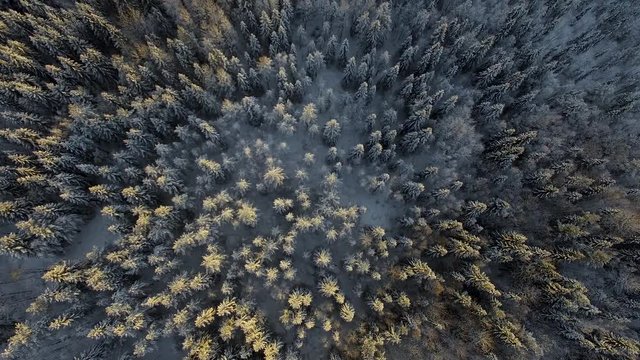 Aerial shot of a pine forest covered in snow during golden hour in Sweden 4K