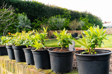 A row of young green plants in pots on a vintage weather garden wall ready for planting. The garen behing has a lawn, hedge and picket fence