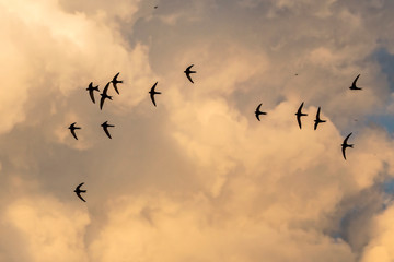 A flock of  flying black swifts. Common Swift (Apus apus).