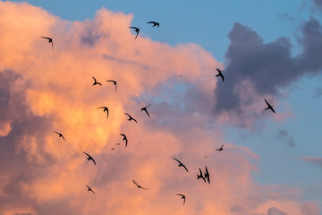 A flock of  flying black swifts. Common Swift (Apus apus). - obrazy, fototapety, plakaty