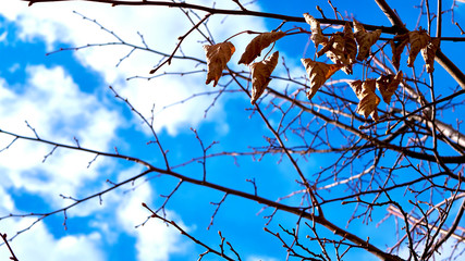 dry leaves on a tree branch
