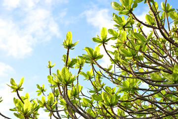 Green fresh spring leaves and blue sky with white clouds. Simple minimal spring detail.