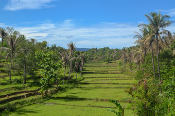  Rice terraces waiting for planting season