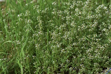 Bitter cress (Cardamine scutata) is a lowland weed of Brassicaceae that has white florets in spring.