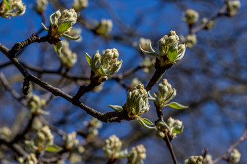 Knospen an Obstbaum durch Frost gefährdet