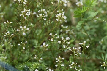 Bitter cress (Cardamine scutata) is a lowland weed of Brassicaceae that has white florets in spring.