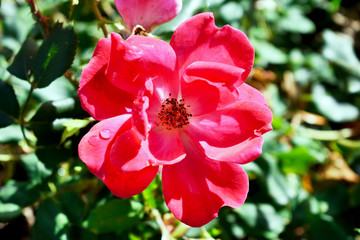 Obraz premium pink flower in the Mendez Nuñez garden. La Coruña, Galicia. Spain. Europe. 