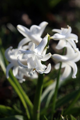 Hyacinthus orientalis flower macro background high quality prints fifty megapixels asparagaceae...