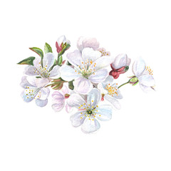 Blooming fruit tree branch closeup isolated on white background. Springtime cherry blossom hand painted watercolor illustration.