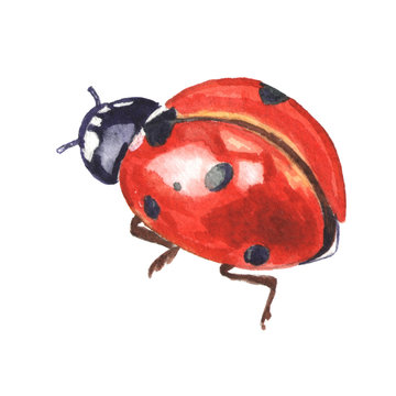 Red spotted ladybug isolated on white background. Hand painted watercolor insect illustration.