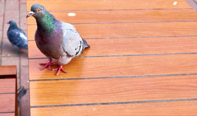 pigeon sits on a cafe table