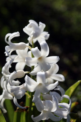 Hyacinthus orientalis flower macro background high quality prints fifty megapixels asparagaceae...