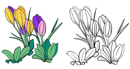 Crocus coloring page. Colorless and color patterns for book cover. Freehand drawing for adults and children. Isolated on a white background. Vector.