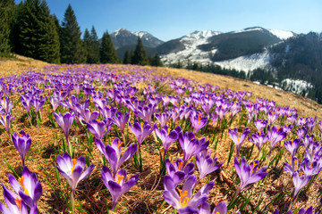 Crocuses in the Tatra Valley