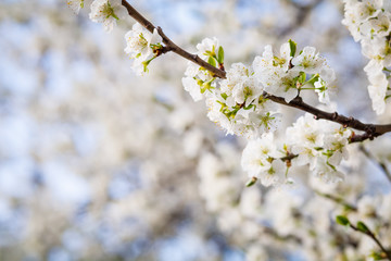 White flower on brunch. Blooming spring tree. Cherry tree in spring time whit blue background