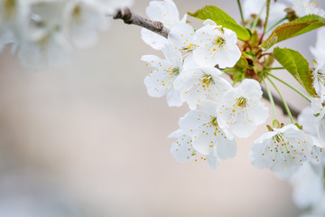 White flower on brunch. Blooming spring tree. Cherry tree in spring time whit blue background