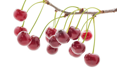Branch with cherries.