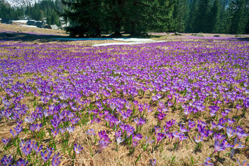 Crocuses in the Tatra Valley