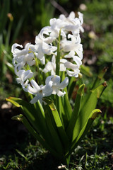 Hyacinthus orientalis flower macro background high quality prints fifty megapixels asparagaceae...
