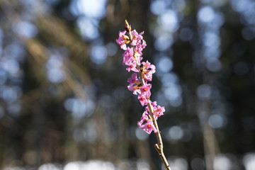 Branch of blooming Daphne Mezereum (also called February daphne, spurge laurel) in sunny early...
