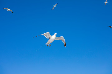 Seagulls Flying on blue sky