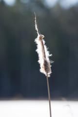 Closeup of a Typha (Latin: Typha latifolia). Dried overblown cattail in the  bright blue sky background. Single plant towering in Estonian winter landscape, frozen lake covered with snow and ice.