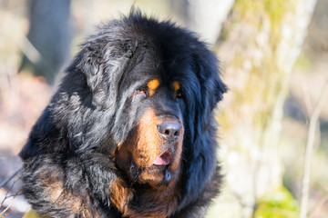 Portrait of the faithful Tibetan Mastiff . Huge guarding dog posing calmly in the forest. Robust massive head with lot of loose skin and hanging lips.