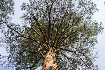 Trunk and ornamental foliage of birch tree, photographed from below to top. Typical bark, crooked...
