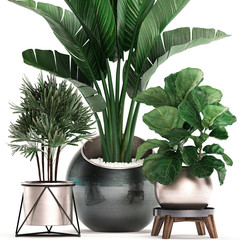3D illustration of decorative plants in pots on a white background