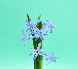 blue oriental hyacinth with a green stem on a light green background, spring flowers