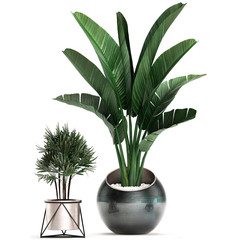 3d illustration of tropical plants Strelitzia in a pot on a white background