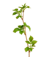 young raspberry sprout with brown branch and green leaves isolated on white background