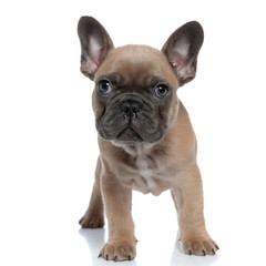 cute french bulldog looking up