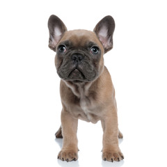 cute small french bulldog looking up
