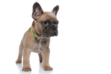 Fototapeta premium cute small french bulldog wearing collar and looking to side