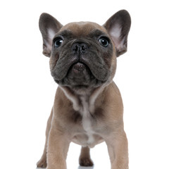 cute french bulldog looking up