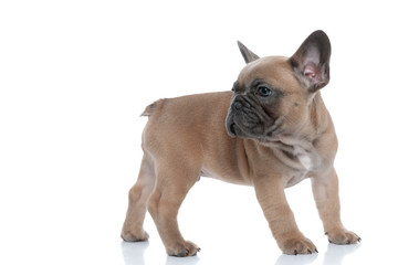 side view of cute frenchie looking to side
