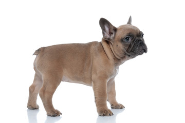 side view of cute french bulldog looking to side