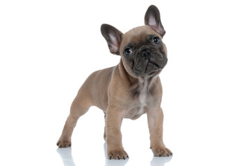 cute small french bulldog looking up