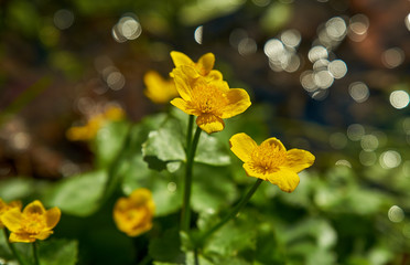 Yellow spring flower - Caltha palustris