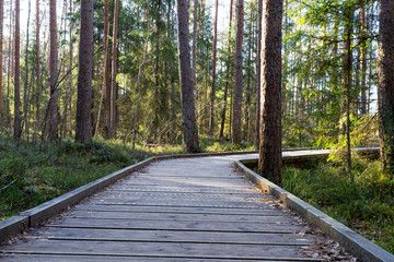 Fototapeta premium Steady curvy broad wooden construction over vulnerable surface. Walking path in raised bog natural trail through pine forest. Sunlight giving sharp shadows. Estonia, Europe.