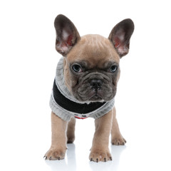 small cute french bulldog in costume