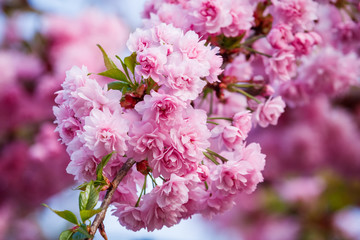 Beautiful cherry blossom sakura in spring time