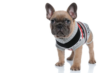 adorable young frenchie in costume looking up