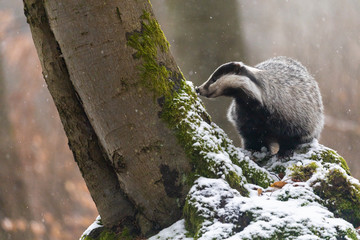 The European badger is sniffing tree trunk