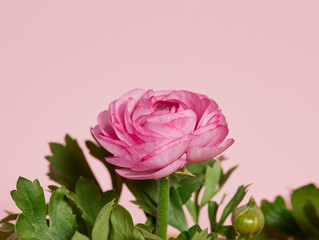 Seedlings of buttercups in a pink background