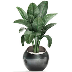 3d illustration of tropical plants Strelitzia in a pot on a white background