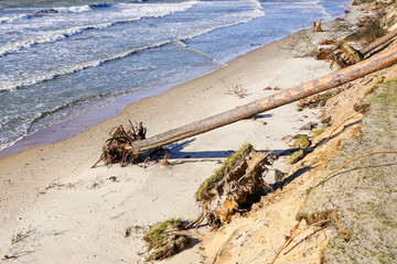 Fototapeta na wymiar erosion of the Baltic Sea coast by strong winds