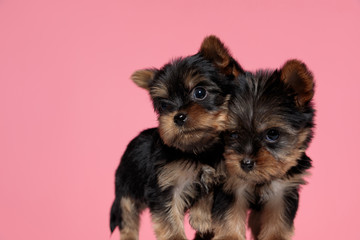 adorable couple of yorkshire terrier cuddling